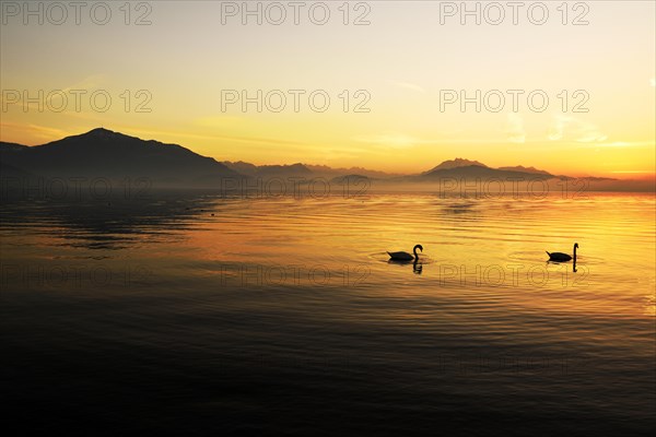 Mute Swan (Cygnus olor) at sunset