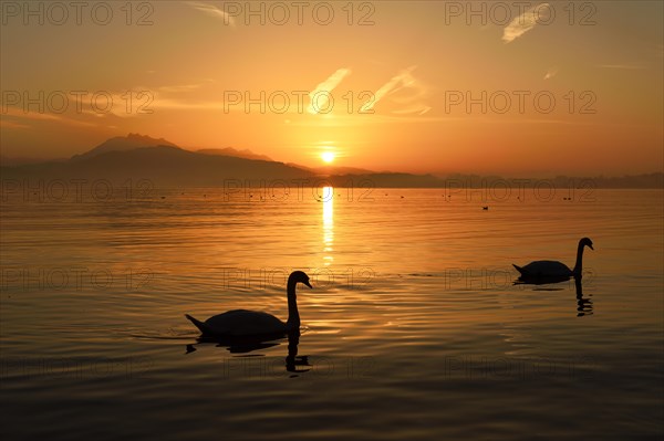 Mute Swans (Cygnus olor) at sunset in front of mountains