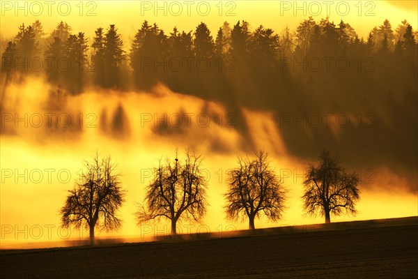 Sun rays filtering through a row of trees and fog