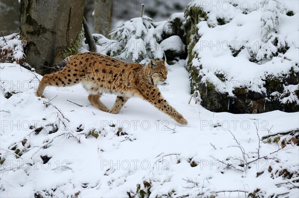 Lynx or Northern lynx (Lynx lynx) walks through the fresh snow-covered forest