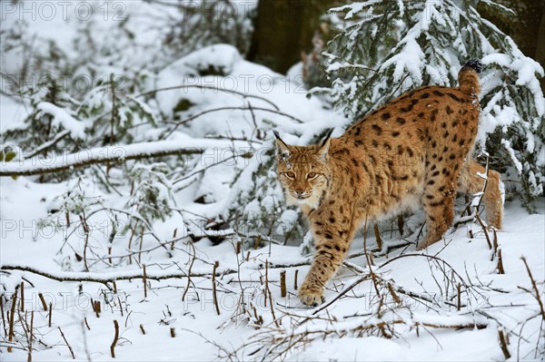 Lynx or Northern lynx (Lynx lynx) walks through the fresh snow-covered forest