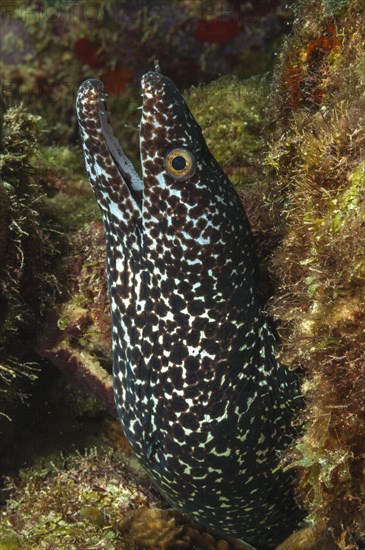 Spotted moray (Gymnothorax moringa)