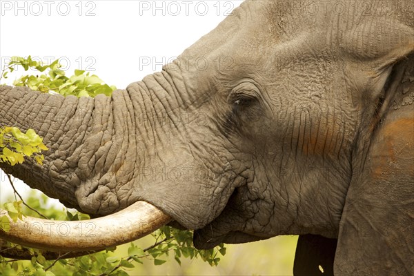 Elephant (Elephantidae) eating bush