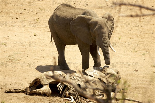 African bush elephant (Loxodonta africana) with half trunk