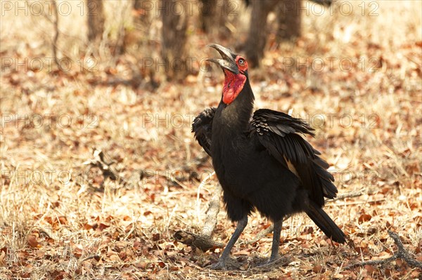 Ground hornbill (Bucorvus sp.)