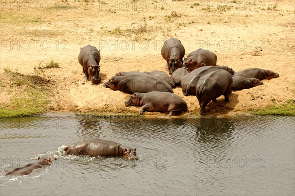 Common hippopotamuses (Hippopotamus amphibius) lying in sun by river