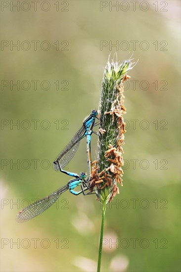 Pairing blue-tailed damselflies (Ischnura elegans)