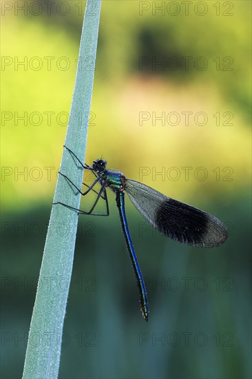 Banded demoiselle (Calopteryx splendens)