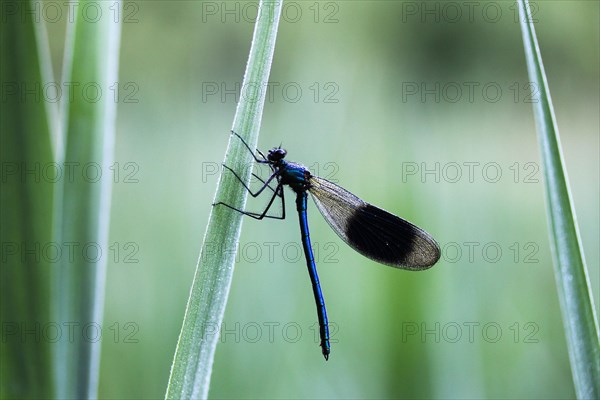 Banded demoiselle (Calopteryx splendens)