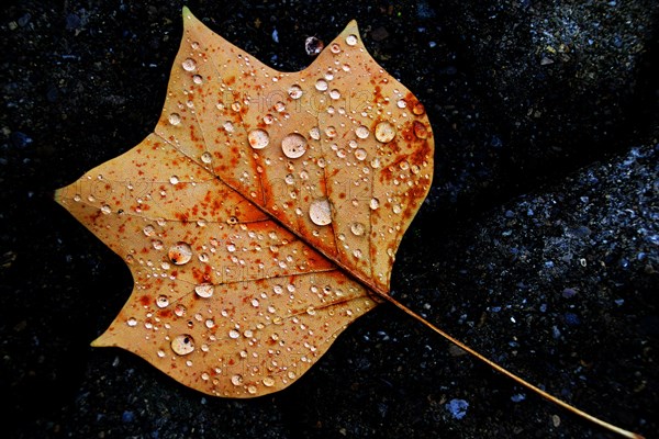 Yellow tulip tree (Liriodendron tulipifera) leaf