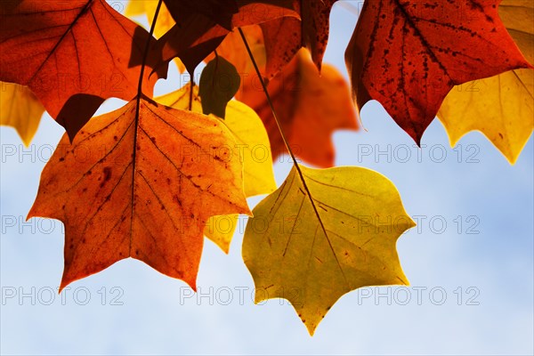 Tulip tree (Liriodendron tulipifera)