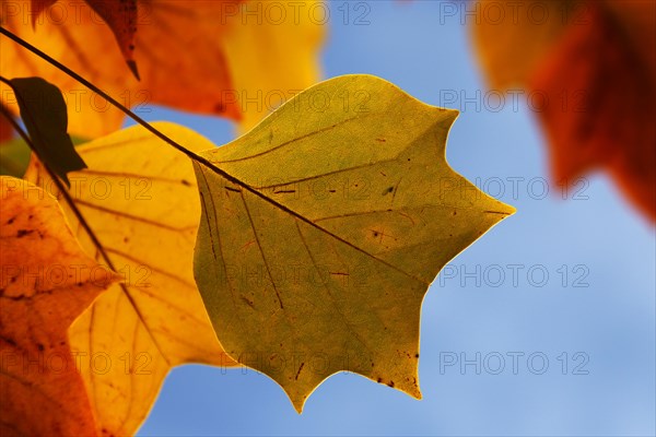 Tulip tree (Liriodendron tulipifera)