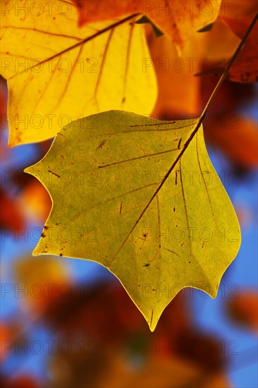 Tulip tree (Liriodendron tulipifera)