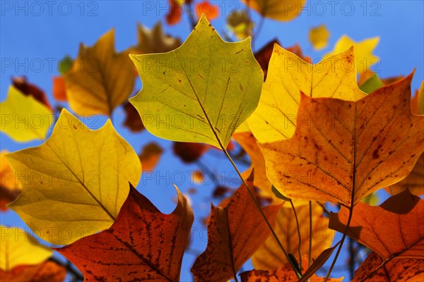 Tulip tree (Liriodendron tulipifera)