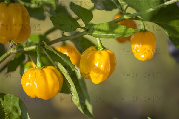 Yellow lantern chili (Capsicum chinense)