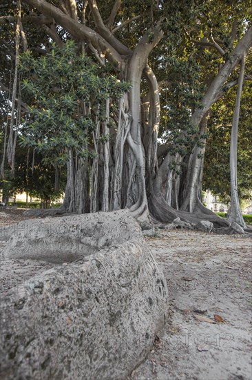 Moreton Bay fig or Australian banyan (Ficus macrophylla)