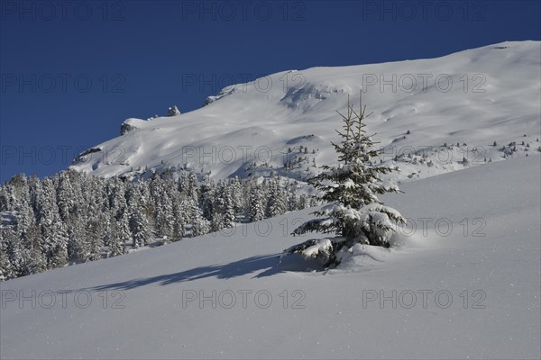 Winter landscape