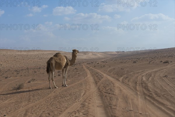 Dromedary (Camelus dromedarius) standing alone in the desert