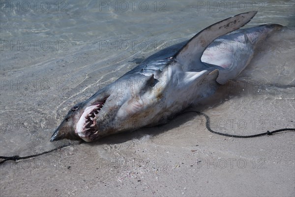 Dead shark