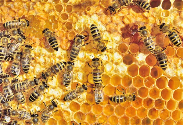 European Honey Bees (Apis mellifera var. carnica) on honeycomb with fresh honey in cells