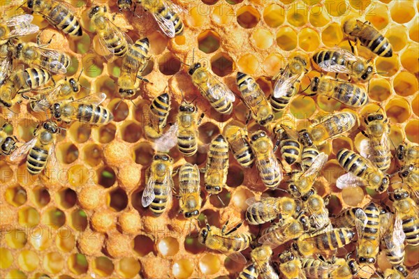 European Honey Bees (Apis mellifera var. carnica) during brood care on honeycomb with bee larvae