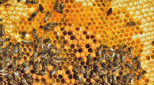 European Honey Bees