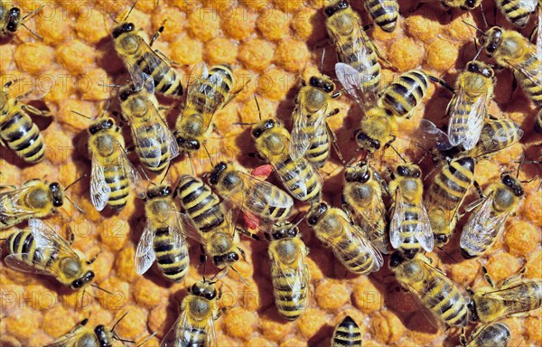 European Honey Bees (Apis mellifera var. carnica)