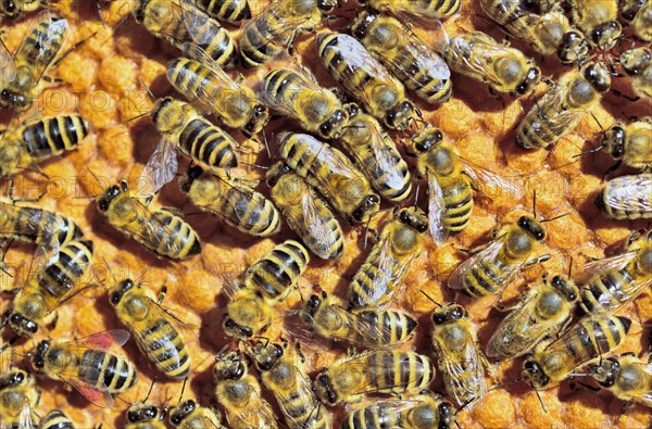 European Honey Bees (Apis mellifera var. carnica) on honeycomb with capped brood cells