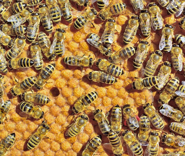 European Honey Bees (Apis mellifera var. carnica) on honeycomb with capped brood cells