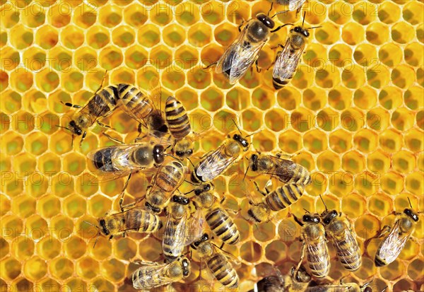 European Honey Bees (Apis mellifera var. carnica)