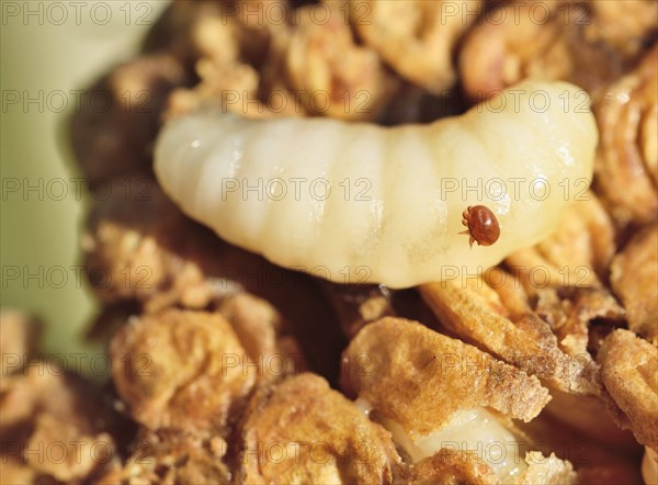 Open brood comb with parasitic bee mite (Varroa sp.) on European honey bee (Apis mellifera) drone larva