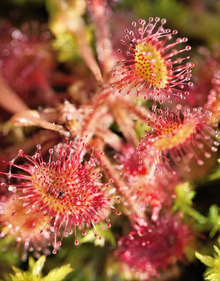 Round-leaved sundew (Drosera rotundifolia)