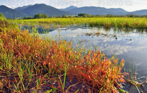 Sundew (Drosera intermedia) by a moor pond