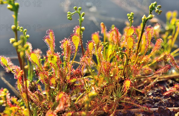 Sundew (Drosera intermedia) with panicles