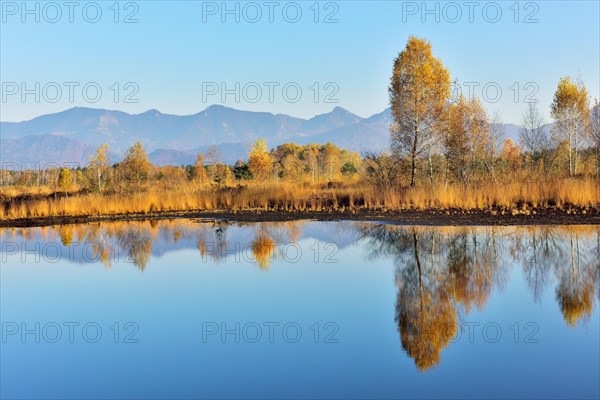 Moorland pond with birches (Betula pubescens) in autumn