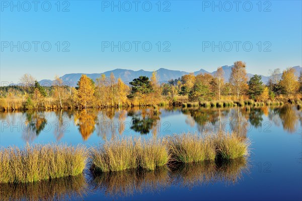 Bog pond with lakeshore bulrushes (Schoenoplectus lacustris)