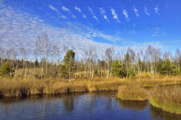 Waterlogged peat mining site with lakeshore bulrushes (Schoenoplectus lacustris)