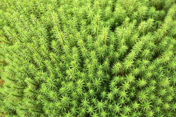 Common haircap (Polytrichum commune)