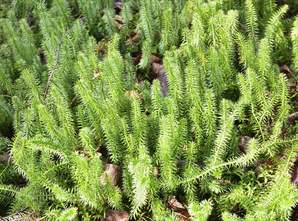 Interrupted club-moss (Lycopodium annotinum)