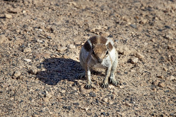 Barbary ground squirrel (Atlantoxerus getulus)