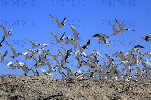 Greater Crested Terns (Thalasseus bergii)