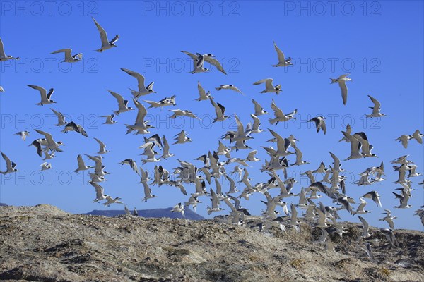 Greater Crested Terns (Thalasseus bergii)