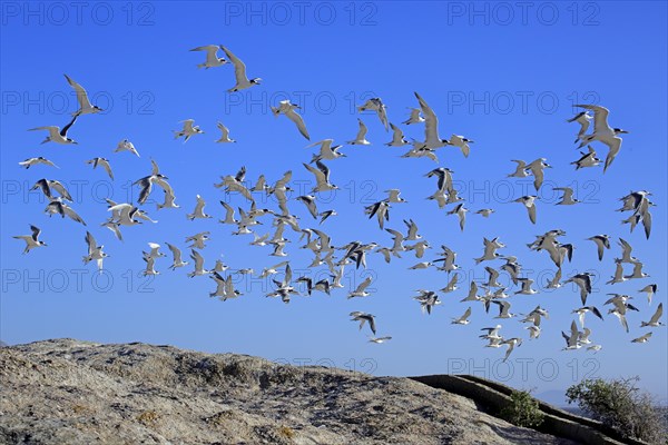 Greater Crested Terns (Thalasseus bergii)