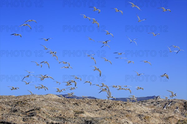 Greater Crested Terns (Thalasseus bergii)