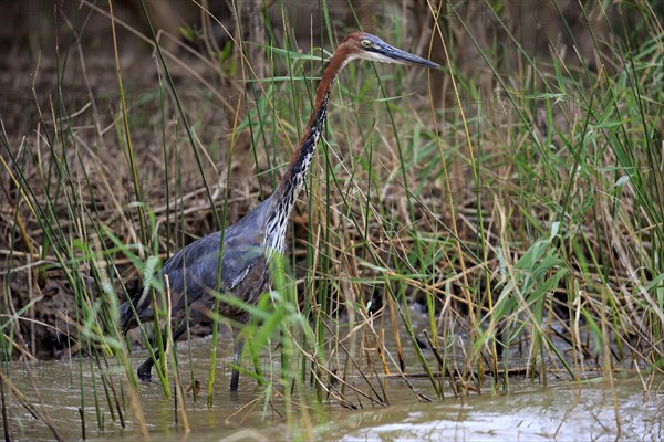 Goliath Heron (Ardea goliath)