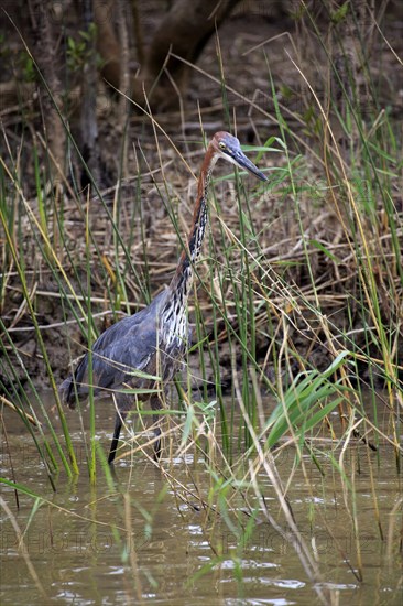 Goliath Heron (Ardea goliath)