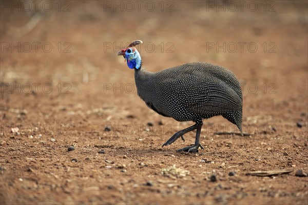 Helmeted Guineafowl (Numida meleagris)