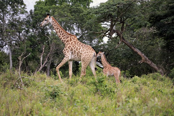 South African giraffe (Giraffa camelopardalis giraffa)