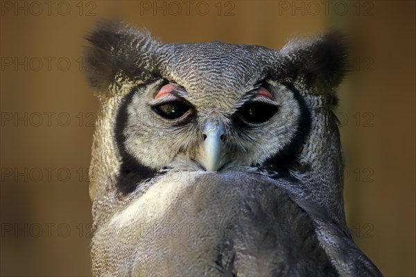 Verreaux's Eagle-Owl (Bubo lacteus)