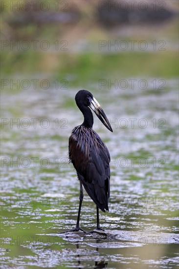 African Openbill (Anastomus lamelligerus)